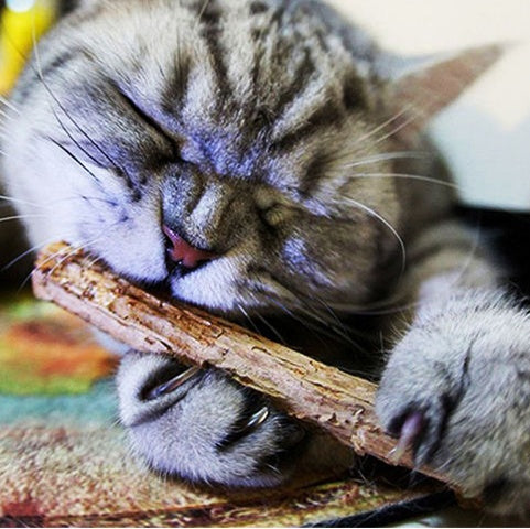 Chew Toy