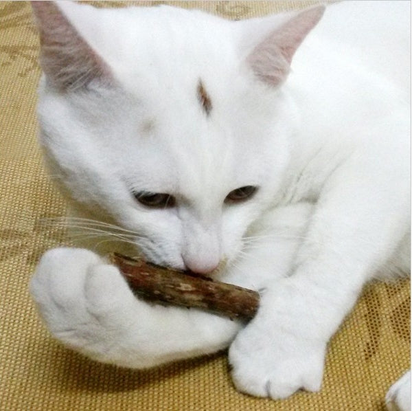 Chew Toy