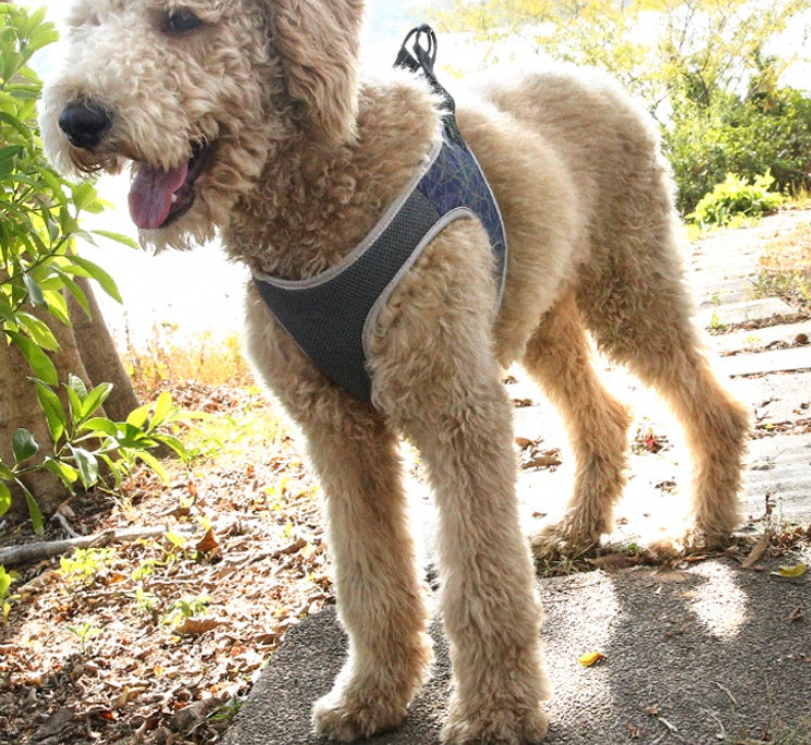 Dog Harness
